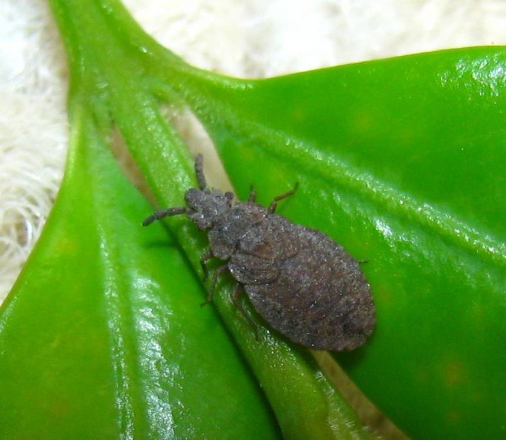 Aradidae:Aradus cinnamomeus